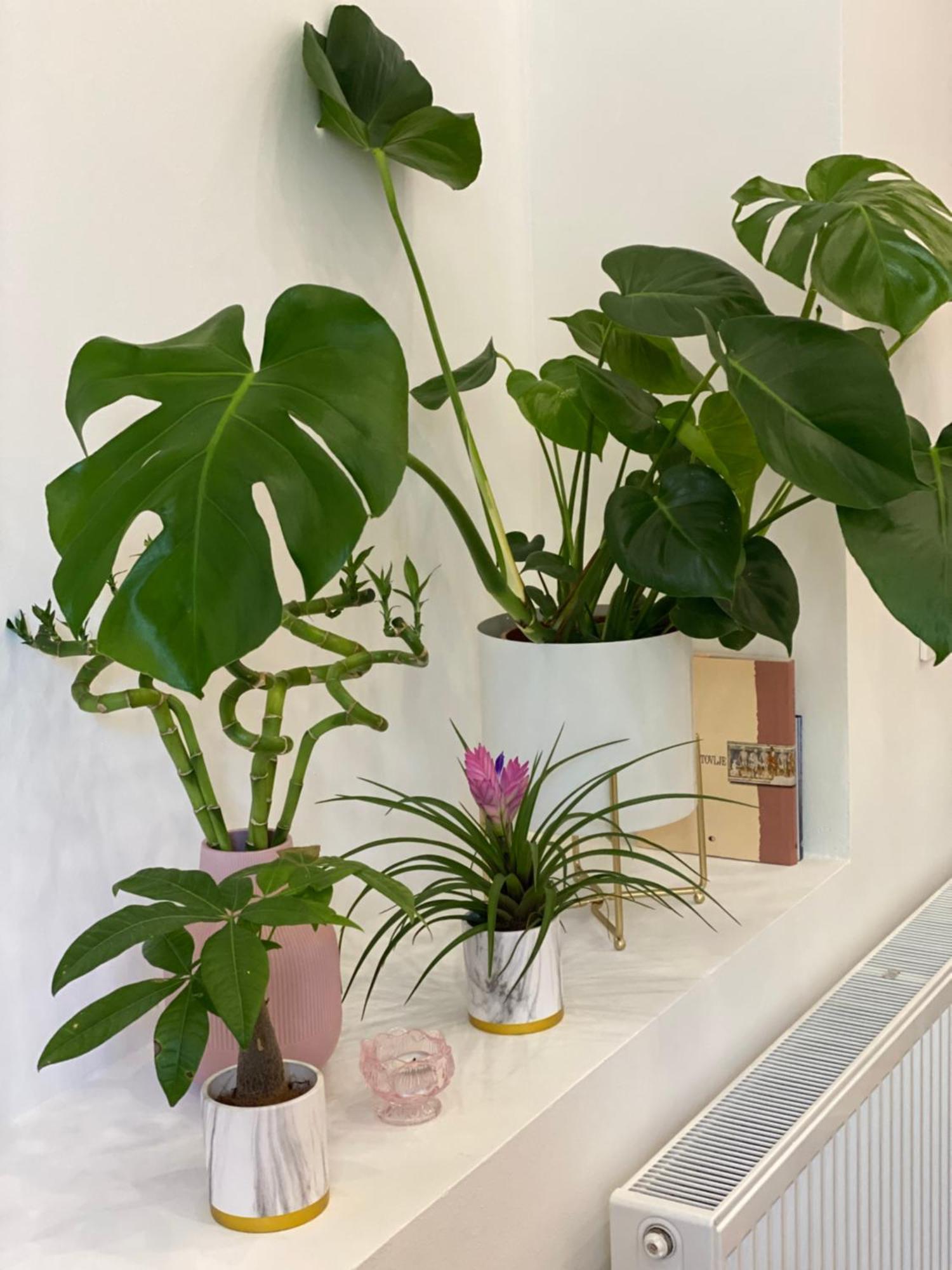 Jungle Loft - Central/free Parking Apartment